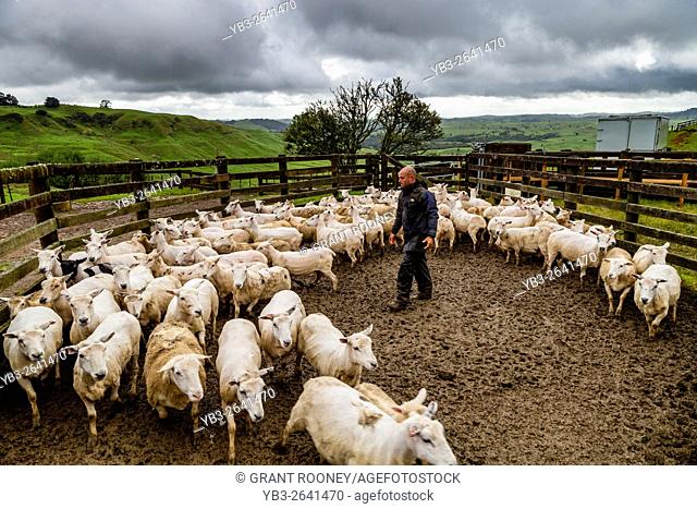 A Sheep Farmer Herds Sheep On To A Lorry, Sheep Farm, Pukekohe, New Zealand