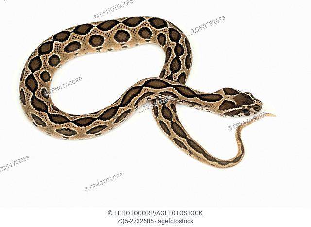 Russel's Viper, Daboia russelii NCBS, Bangalore, Karnataka. Cause the most snakebite incidents and deaths