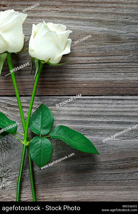 Two elegant white roses on a long stem with green leaves on old wooden background