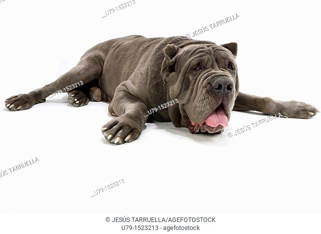 Neapolitan Mastiff Portrait of lying