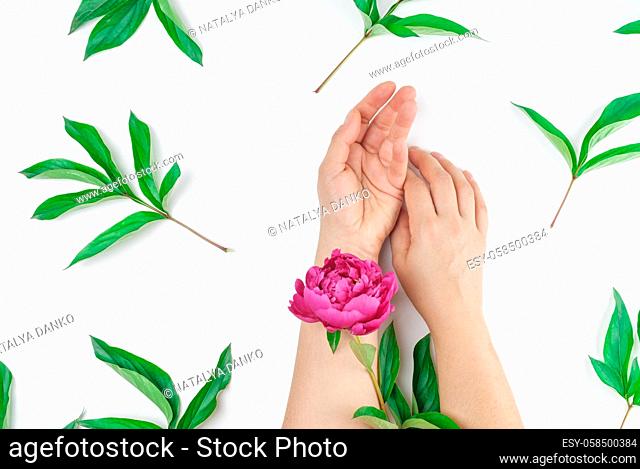 two female hands hold a stem with a blooming peony on a white background, top view