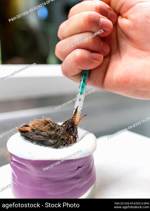30 September 2020, Lower Saxony, Walsrode: Lisa Renken feeding a 26 day old hummingbird in Weltvogelpark Walsrode. Raising hummingbirds in human care requires a...