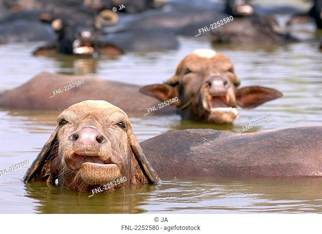 Wild Water buffaloes Bubalus arnee in water, Lucknow, Uttar Pradesh, India