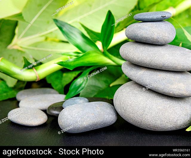 Spa concept with gray basalt massage stones and lush green foliage on a black background