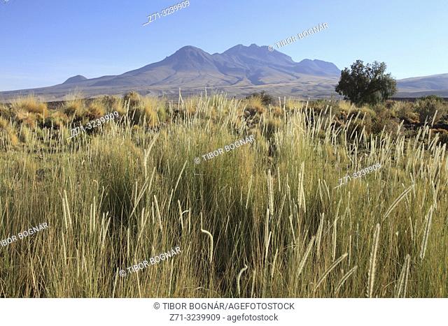 Chile, Antofagasta Region, Atacama Desert, desert; flora, vegetation,