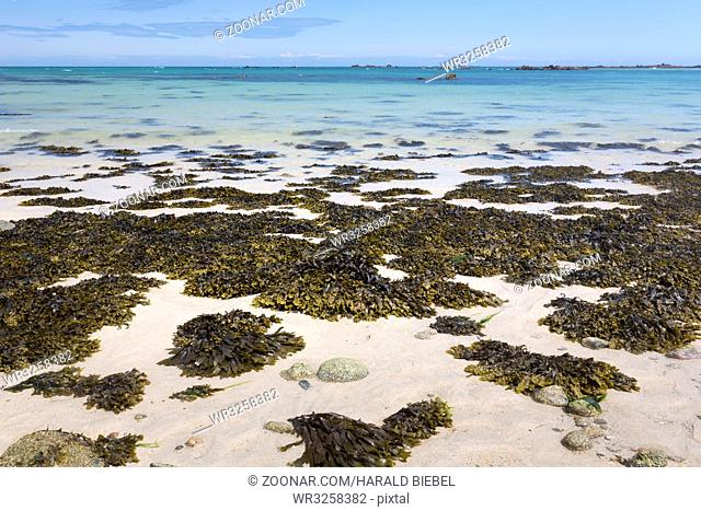 Algen am Strand auf der Kanalinsel Herm, UK