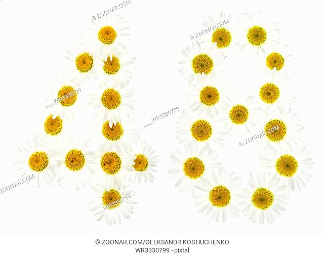 Arabic numeral 48, forty eight, from white flowers of chamomile, isolated on white background
