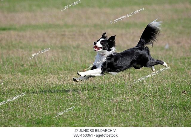 half breed dog - running on meadow