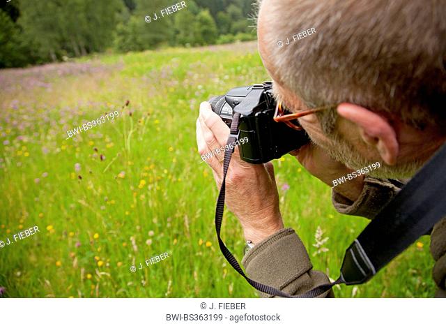 Great burnet (Sanguisorba officinalis, Sanguisorba major), man taking photos in a meadow, Germany, Rhineland-Palatinate, Niederfischbach