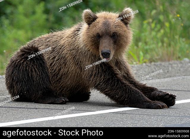 Hungry wild Kamchatka brown bear lies on asphalt road and arrogant looking at camera. Eurasia, Russian Federation, Kamchatka Peninsula