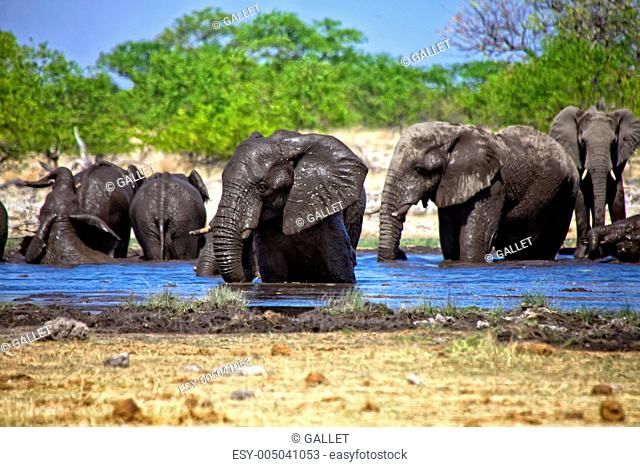 a group of elephants swiming in a waterhole at etosha national park namibia