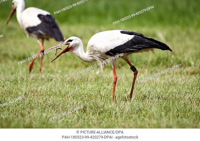 23 May 2018, Germany, Riedlingen-Zell: A stork feeds on a worm picked from a freshly mowed lawn. Photo: Thomas Warnack/dpa
