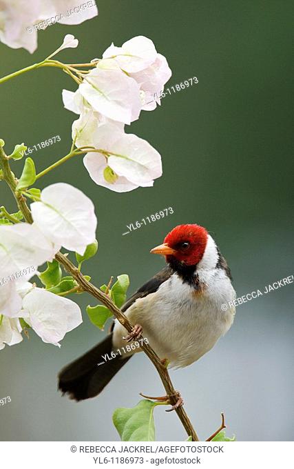 North America, USA, Hawaii, Big Island  Non-native Yellow-billed Cardinal sitting on bougainvillea plant