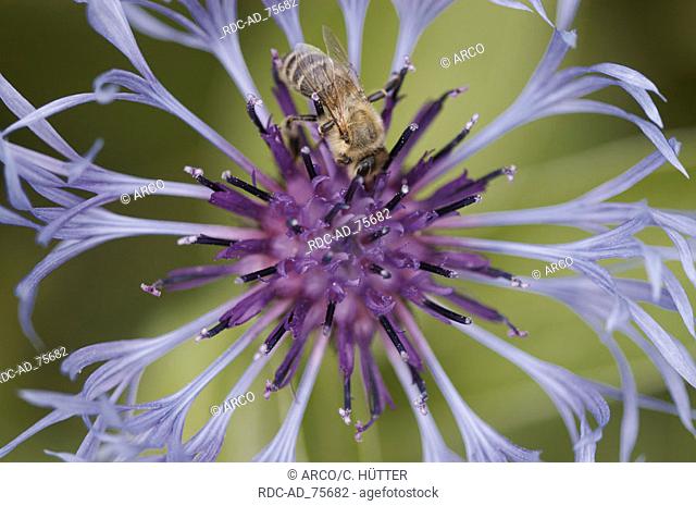 Honey Bee of Perennial Cornflower blossom Apis mellifera Centaurea montana