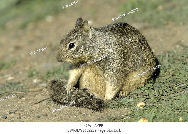 rock squirrel Citellus variegatus, grooming, cleaning its tail