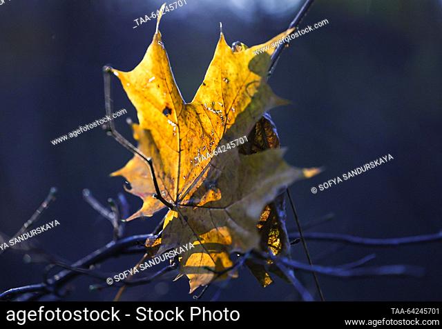 RUSSIA, MOSCOW - NOVEMBER 1, 2023: A yellow maple leaf hangs onto a tree branch at the Main Botanical Garden. Sofya Sandurskaya/TASS