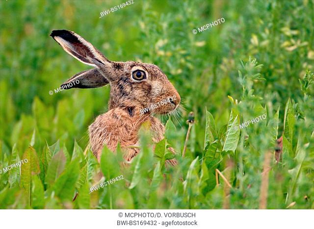 European hare (Lepus europaeus), sitting in a field