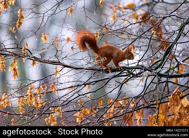 Squirrel climbs over a branch, winter