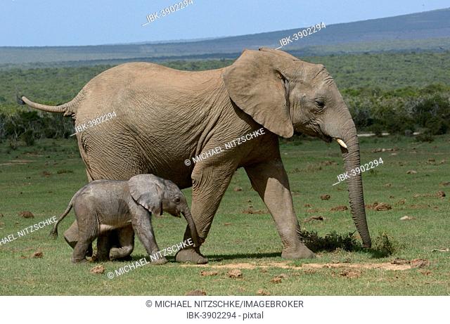 African Bush Elephants (Loxodonta africana), adult with young, 2 days, Addo Elephant National Park, Eastern Cape, South Africa