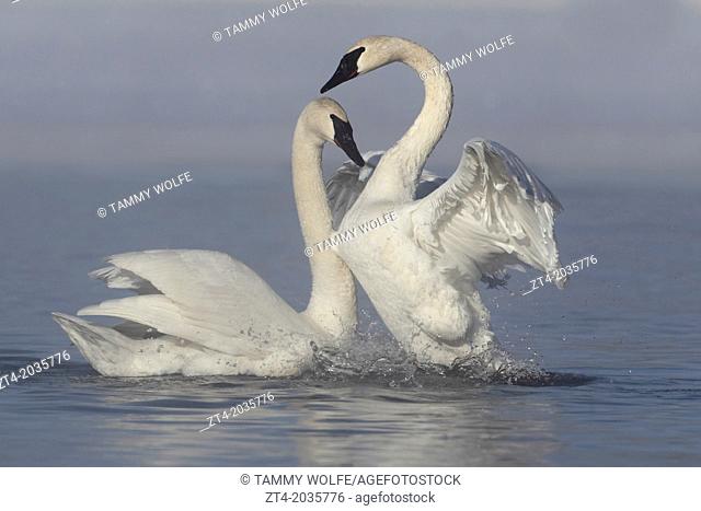 Trumpeter Swans (Cygnus buccinator) in Fog