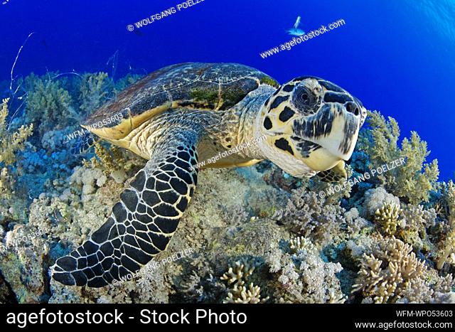 Hawksbill Sea Turtle, Eretmochelys imbricata, Brother Islands, Red Sea, Egypt