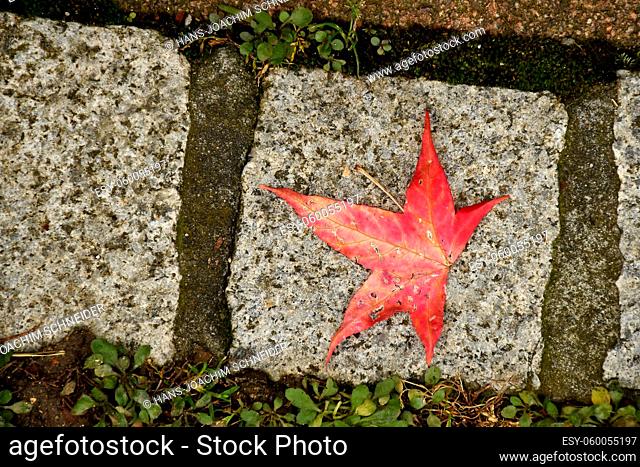 autumnal colored japanese maple leaf on a stone