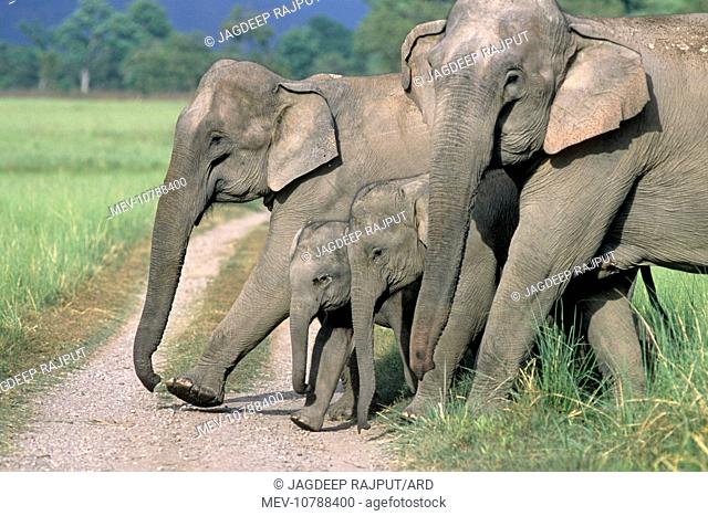 Asian / Indian Elephant - family crossing the jungle track (Elephas maximus)