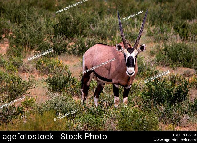 Oryx standing in the grass and looking at the camera in the Kgalagadi Transfrontier Park, South Africa