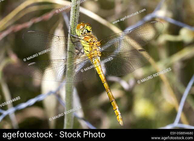 Close view of a female Red-veined Darter (Sympetrum fonscolombii) dragonfly