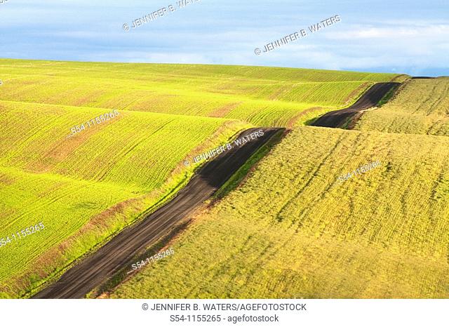 Fields in the Palouse, a rich farming area in eastern Washington State, USA