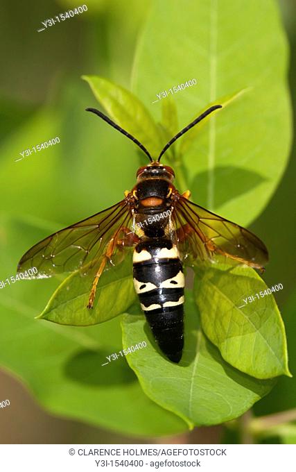 Eastern Cicada Killer Wasp Sphecius speciosus on a leaf at Ward Pound Ridge Reservation, Cross River, Westchester County, New York, USA