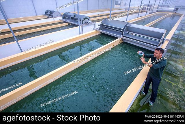 20 October 2020, Mecklenburg-Western Pomerania, Neustadt-Glewe: Biologist Jörg Ullmann examines a water sample with spirulina blue-green algae at one of the...