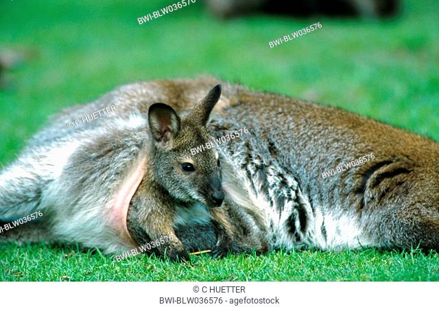 red-necked wallaby, Bennetts Wallaby Macropus rufogriseus, Wallabia rufogrisea, young leaving pouch
