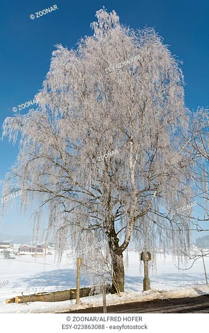 idyllic winter landscape - birch in hoarfrost