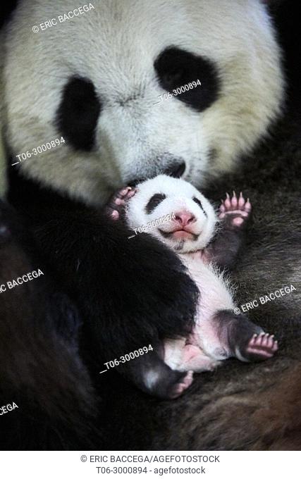 Giant panda (Ailuropoda melanoleuca) female, Huan Huan, holding baby age one month, Beauval Zoo, France
