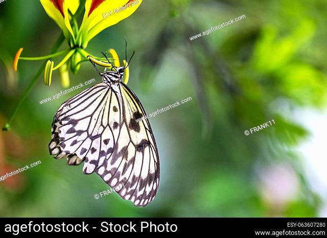 Beautiful rice paper butterfly is posing on flower. Horizontally