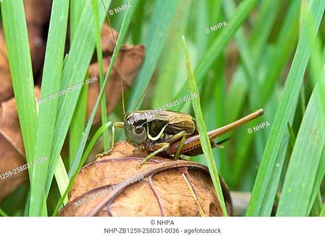Male Roesel's Bush-cricket (Metrioptera roeselii) Brockley cemetery, Lewisham September 2013