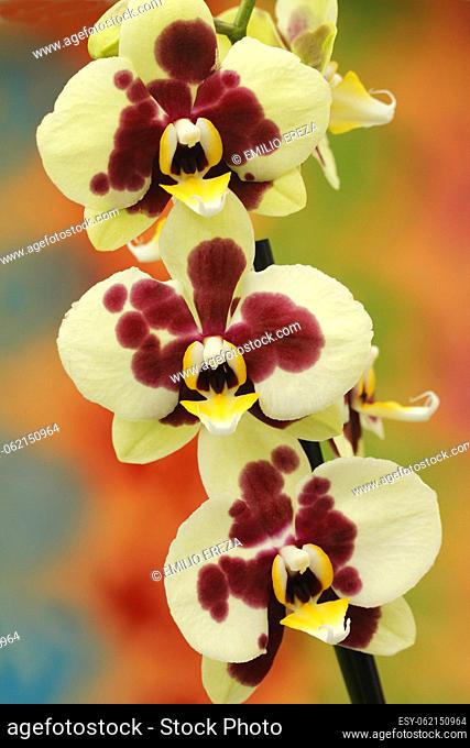 Orchid. Phalaenopsis