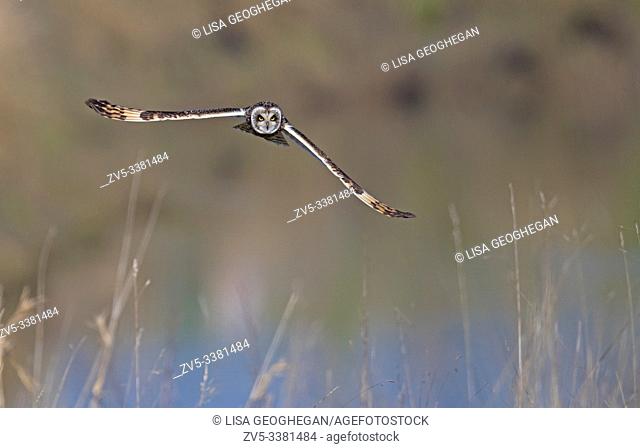 Short-eared Owl-Asio flammeus hunts. Winter. Uk