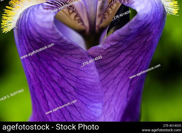 Detail of a blue bearded iris. SigurtÃ  Garden Park (Parco Giardino SigurtÃ ), Via Cavour, Valeggio Sul Mincio, Metropolitan area of Verona, Veneto Region
