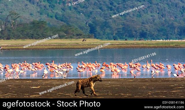 Hyena is hunting for flamingos. Nakuru lake, Kenya