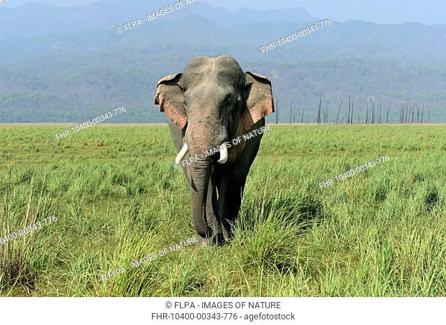 Asian Elephant (Elephas maximus indicus) adult male, walking in grassland, Jim Corbett N.P., Uttarkhand, India, May