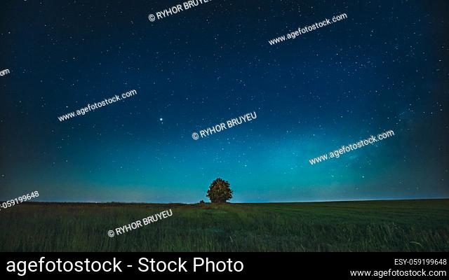 Blue Night Starry Sky Above Lonely Tree In Meadow. Glowing Stars And Wood In Summer Countryside Landscape