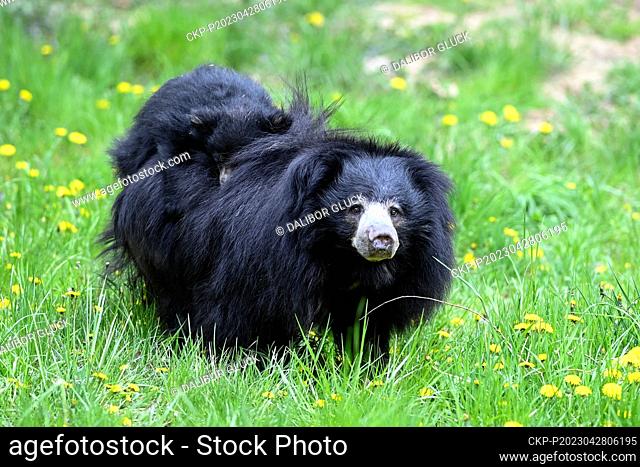 The Sloth Bear cub, Melursus ursinus, was presented to public in the Zlin Zoo, Czech Republic, on Friday, April 28, 2023. (CTK Photo/Dalibor Gluck)