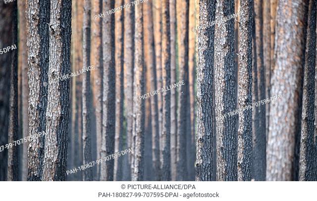 27 August 2018, Treuenbrietzen, Germany: Scorched pine trees stand in a forest near Treuenbrietzen. About 350 firefighters are still on duty to fight forest...