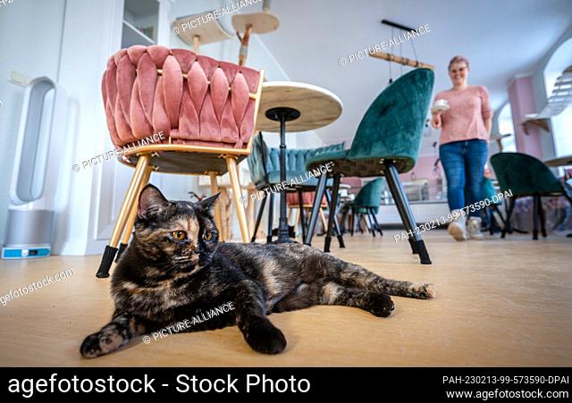 PRODUCTION - 09 February 2023, Saxony, Chemnitz: Cat ""Elfriede"" lies between chairs in the cat lounge ""Ciao Mau"" in Chemnitz