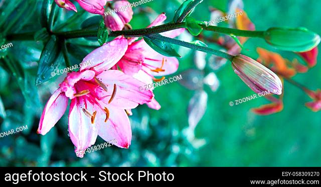 Beautiful pink lily close up isolated