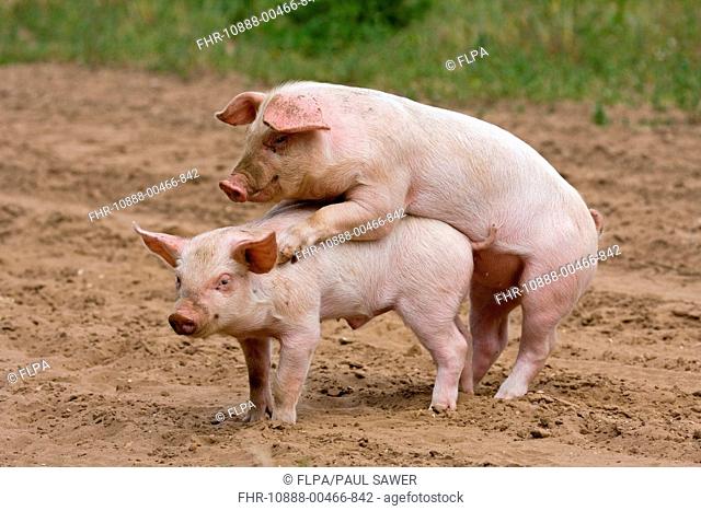 Domestic Pig, Large White x Landrace x Duroc, freerange piglets, playing, mounting sibling, on outdoor unit, England, june