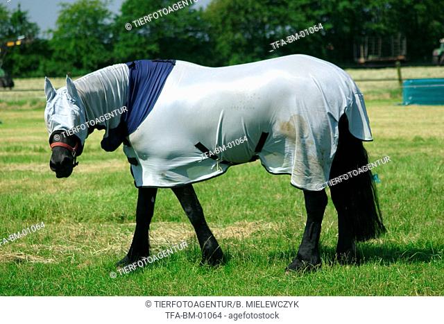 eczema horse