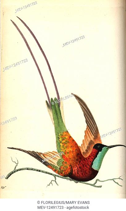 Crimson topaz hummingbird, Topaza pella (Topaz-throated hummingbird, Trochilus pella). Illustration drawn and engraved by Richard Polydore Nodder